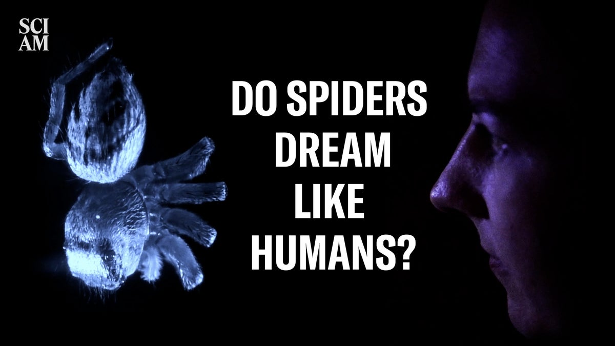 Do Spiders Dream Like Humans Do?