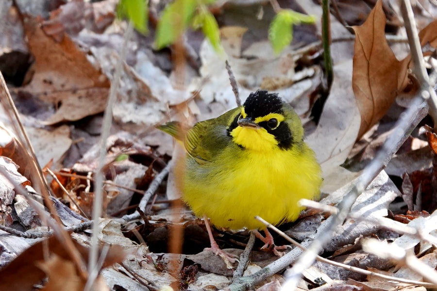 Yellow and black bird in natural setting.
