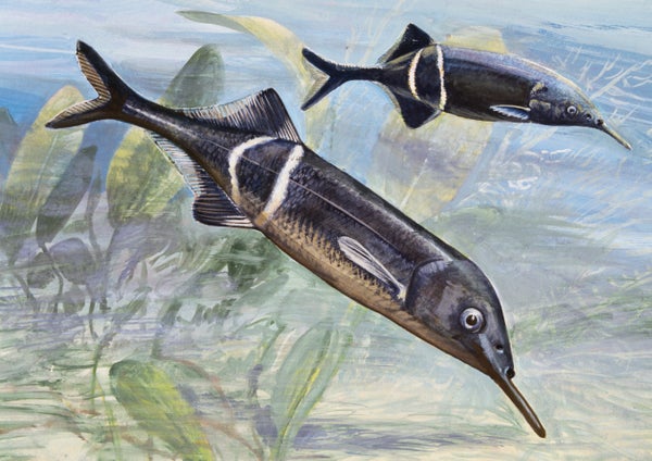 Illustration of two Peters's elephantnose fish (Gnathonemus petersii) in their natural habitat. The species has a long chin barbel at the base of the jaw.