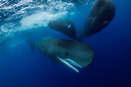 three sperm whales