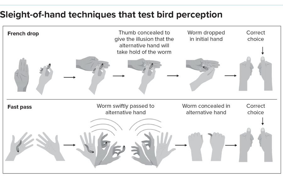 Graphic shows series of hand motions for two sleight-of-hand tricks, the fast pass and French drop.