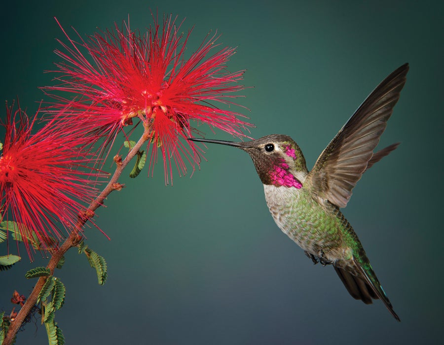 A hummingbird with brown, green and white body and magenta throat shown in midair, next to a bright red plant.