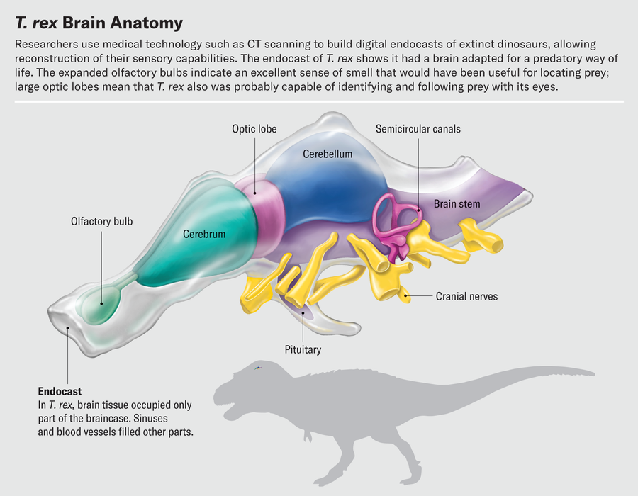 Illustration of a T. rex brain endocast uses color coding to highlight various brain regions and structures, including prominent olfactory bulbs and large optic lobes.