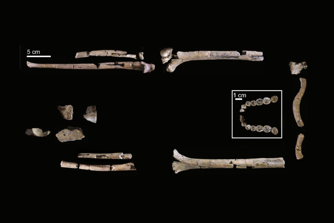 This is the most complete skeleton yet of our ancestor Homo habilis ...