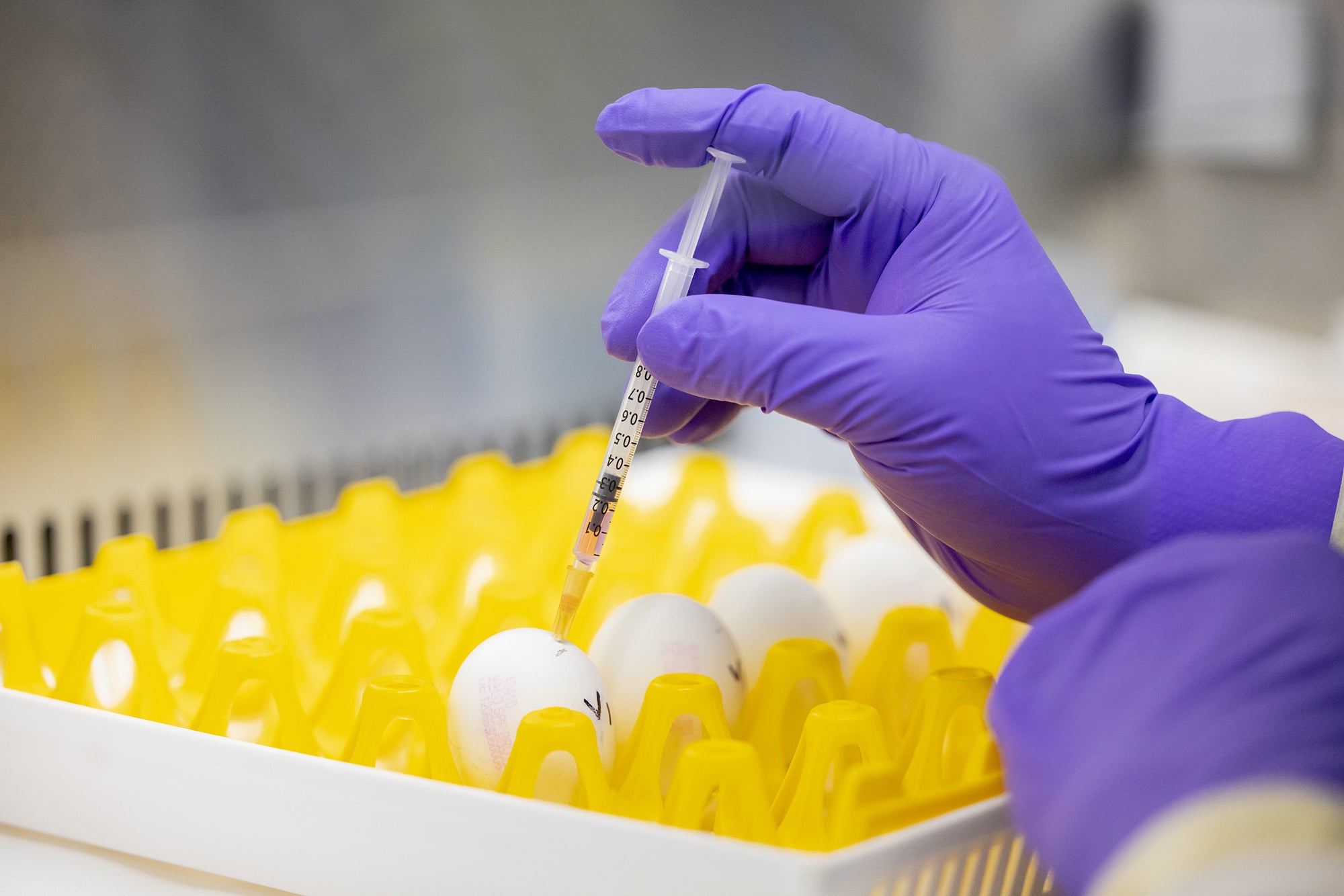 The gloved hand of a technician inserts a syringe into eggs being held in a yellow crate on a lab counter