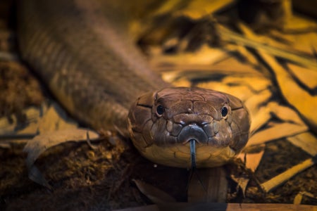 A brownish snake looks directly at the camera, it's tongue out
