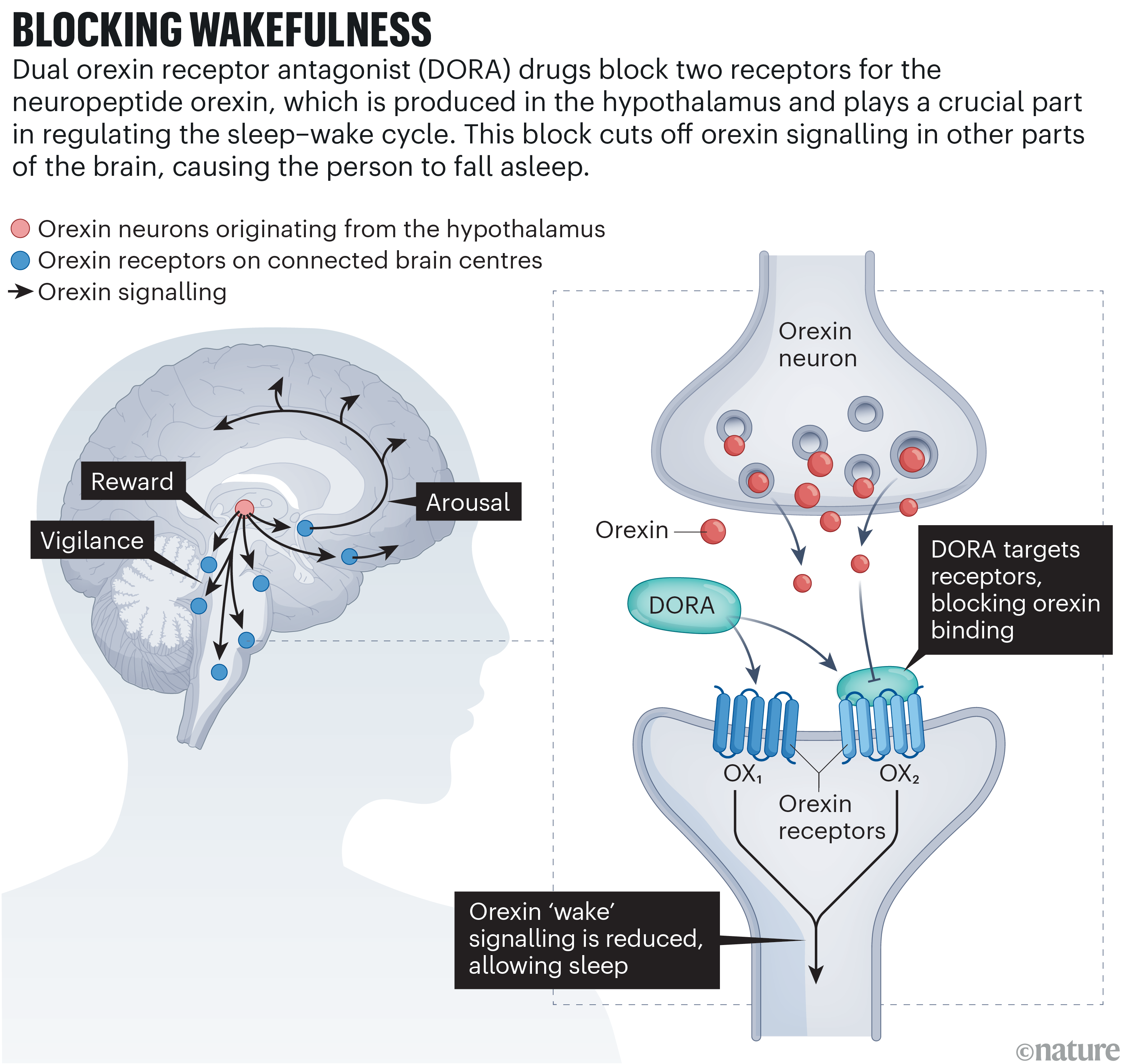 New Class of Drugs Blocks Wakefulness Chemical and Offers Relief from Insomnia