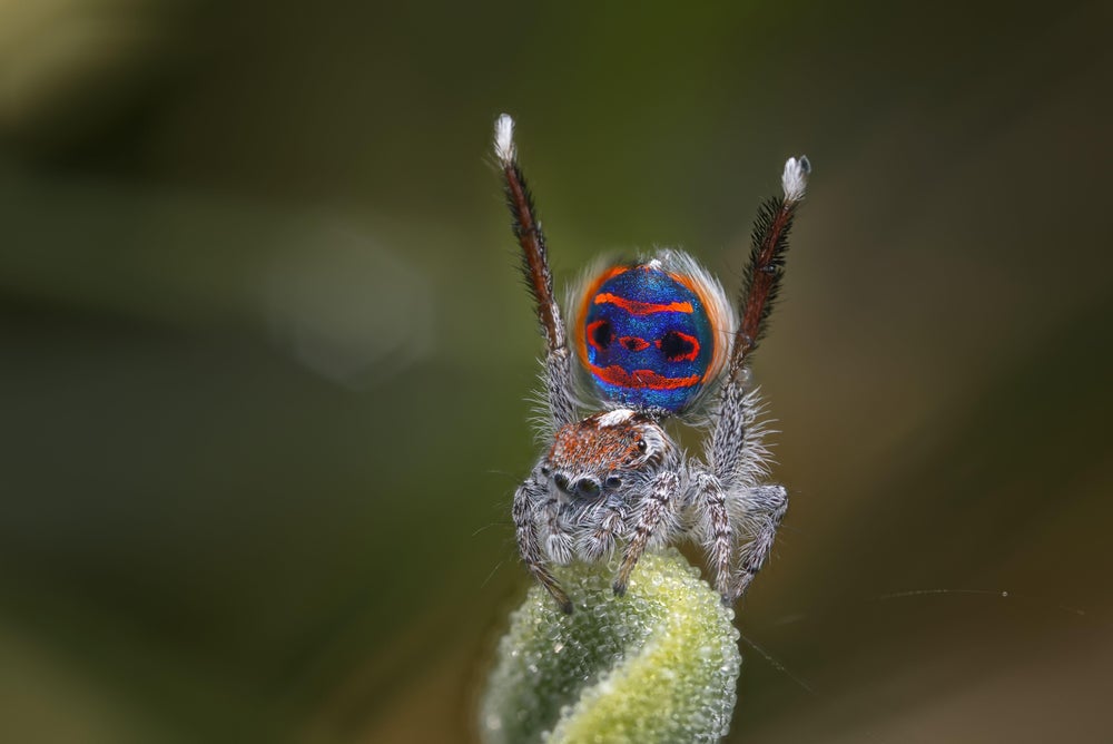 araña pavo real