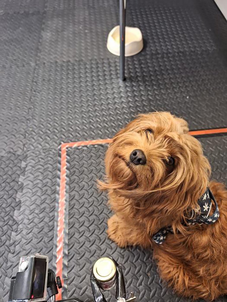 A brown dog sitting near odor sample, looking up at camera