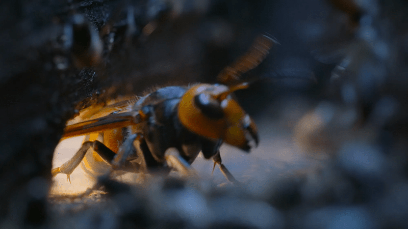 A large hornet squeezes through a hold in a wooden beehive.