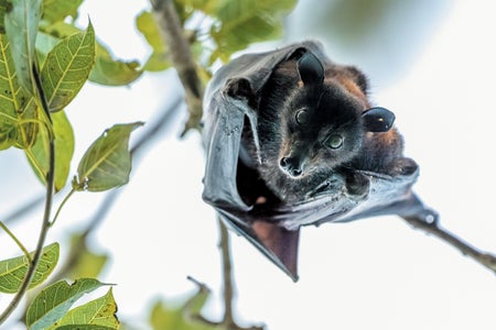 A bat hanging upside down from a tree branch