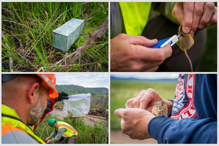 Series of four images showing a process of mouse being captured, tagged, examined and released