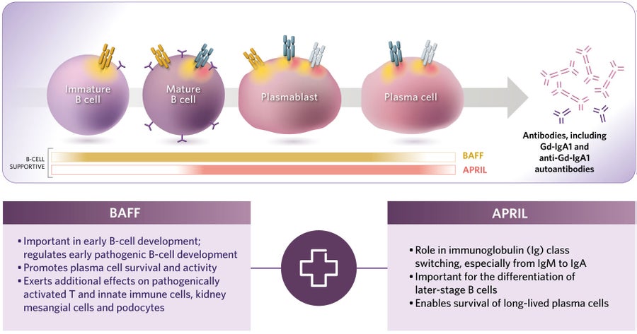 Infographic explaining the roles of two cytokines in B-cell development.