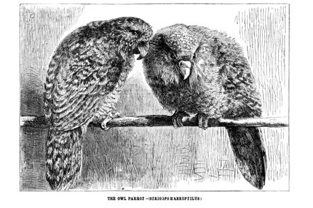 Illustration of two owl parrots