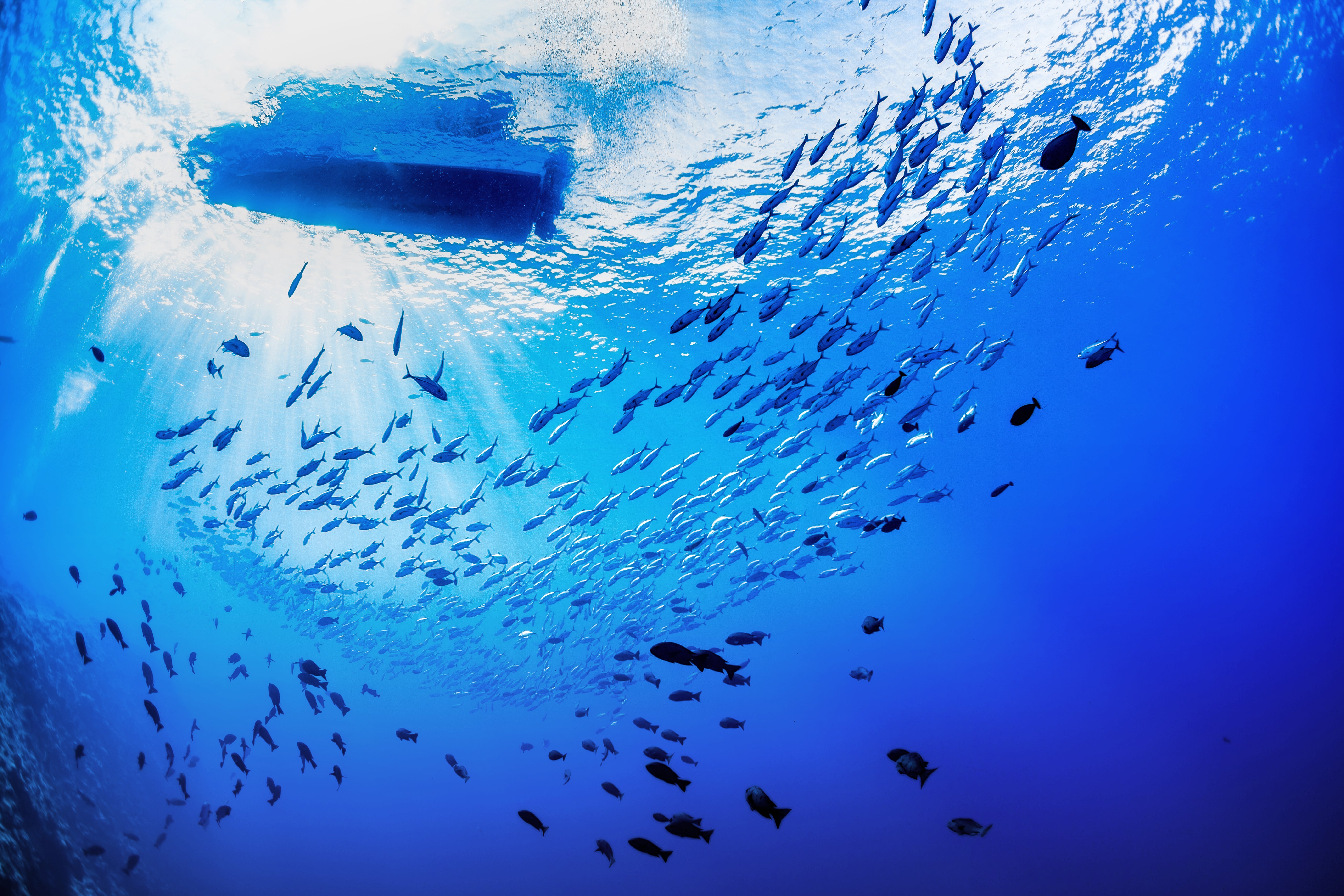 Point of view from underwater below a small boat on the surface with a school of fish swimming below it