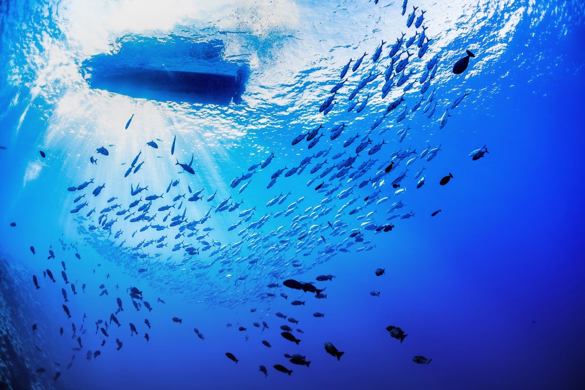 Point of view from underwater below a small boat on the surface with a school of fish swimming below it