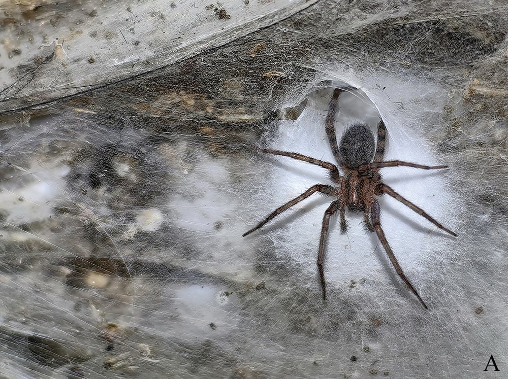 Araña en una fina red blanca encima de una roca de cueva