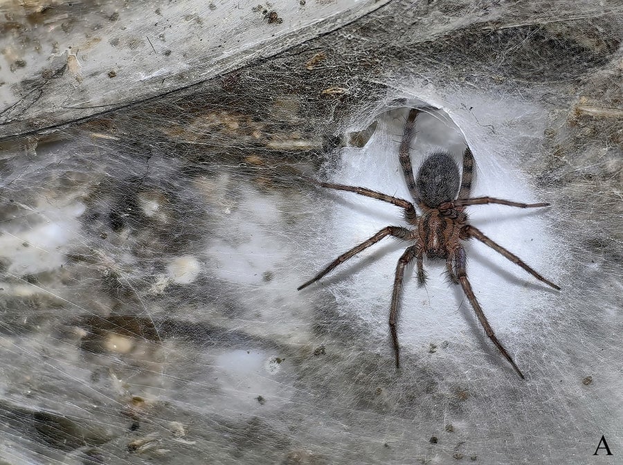 Spider on a filmy white web on top of cave rock