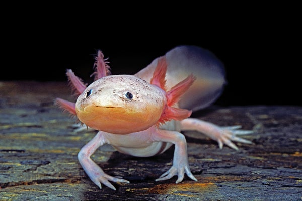Ambystoma mexicanum f. leucistic (axolotl)