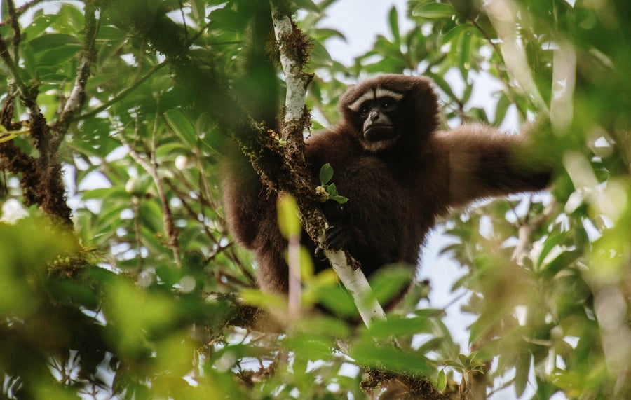 Небески гибон на дрвету