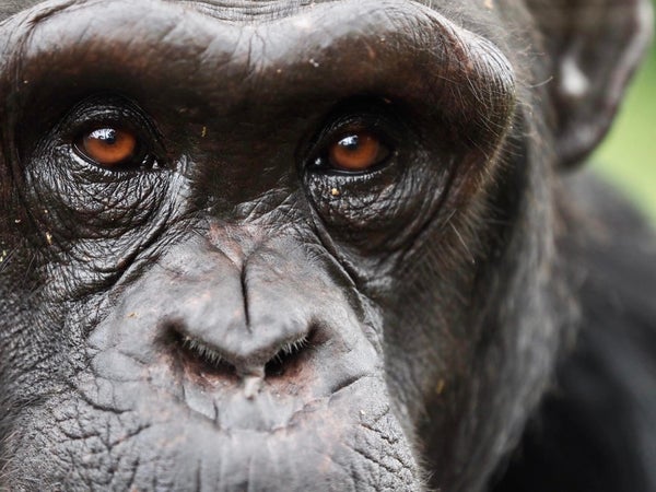 A chimpanzee, close to the camera, looks forward with striking brown eyes