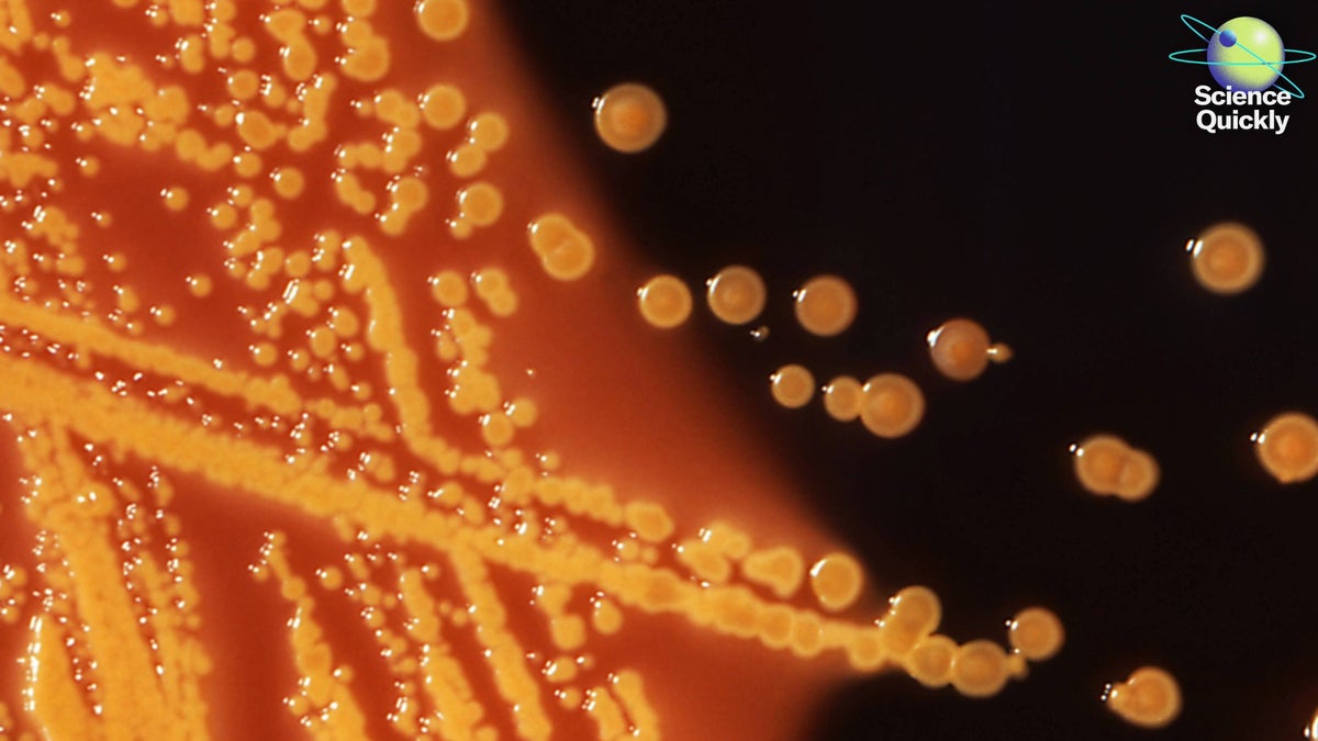 WHO Reports Global Rise in Antibiotic Resistance and Superbug Deaths