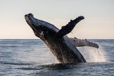 An adult humpback whale launching out of the ocean in a full breach with sea water cascading off its body.