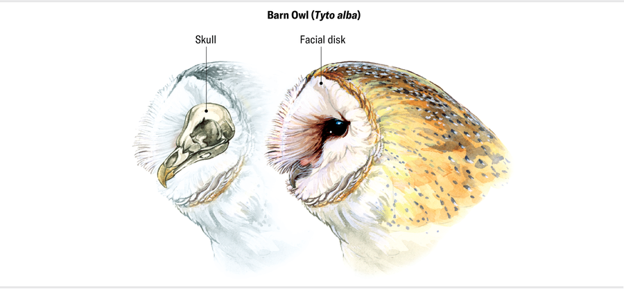 An illustration of the interior view of a barn owl head shows the pointy skull within. In a fleshed-out illustration next to it, the feathery facial disk covers that pointy skull with a plate- like flat shape.