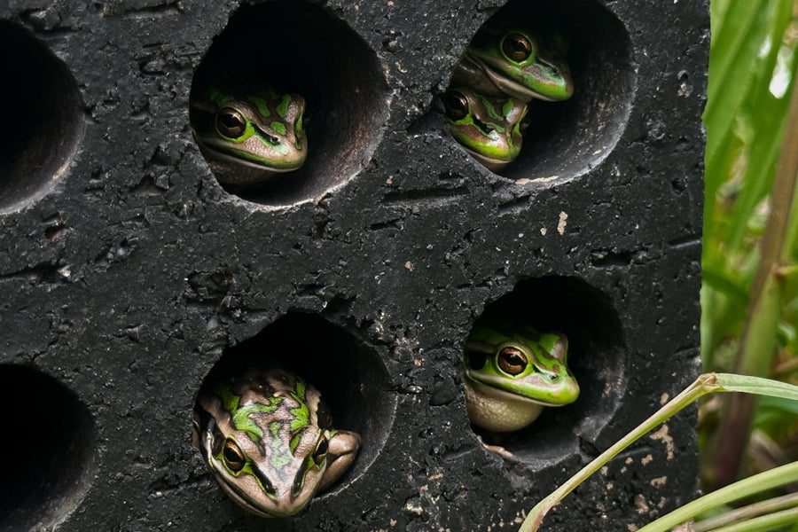 Green and golden bell frogs inside a frog sauna thermal shelter. The frogs sit inside round cavities in a brick-like structure