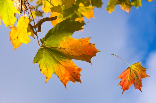 The Colors of Fall Leaves Are Shaped by Climate Change and Tree Health