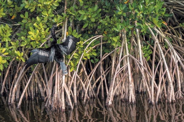 Black bird flying among mangroves and water.