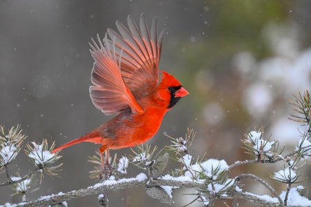 A red bird stands on a snow-covered branch with wings outstretched.