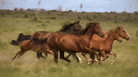 GIF showing several horses galloping majestically across a meadow.