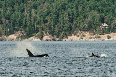 Two killer whales seen swimming in the vicinity of a coastal area with pine trees