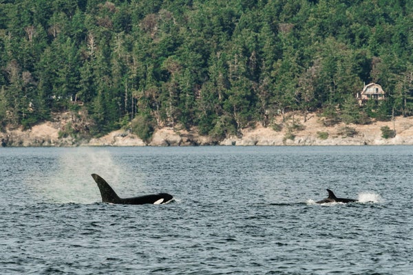 Orca Groups with Radically Different Cultures Are Actually Separate Species