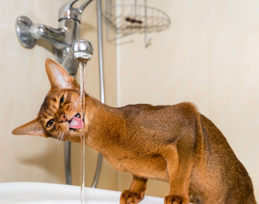 Abyssinian cat drinks water from the tap