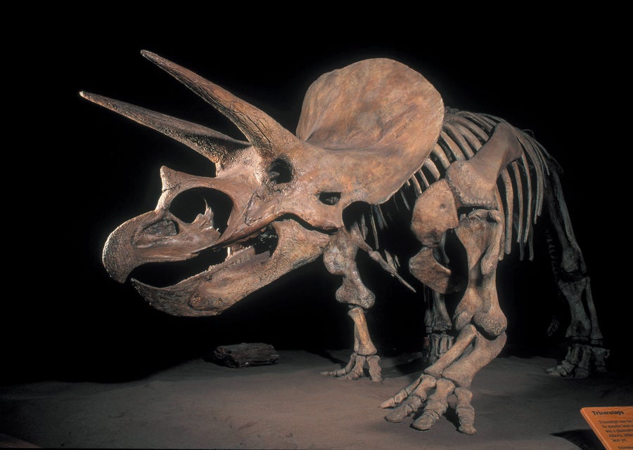 Triceratops skeleton on display