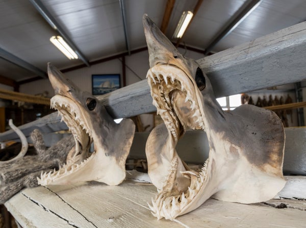 Greenland shark heads