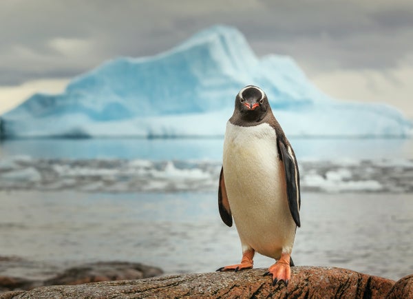 Gentoo penguin