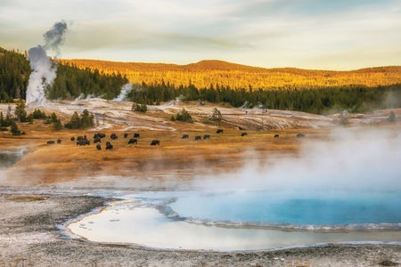 Steam rising from thermal hot springs and geysers. Bison grazing.
