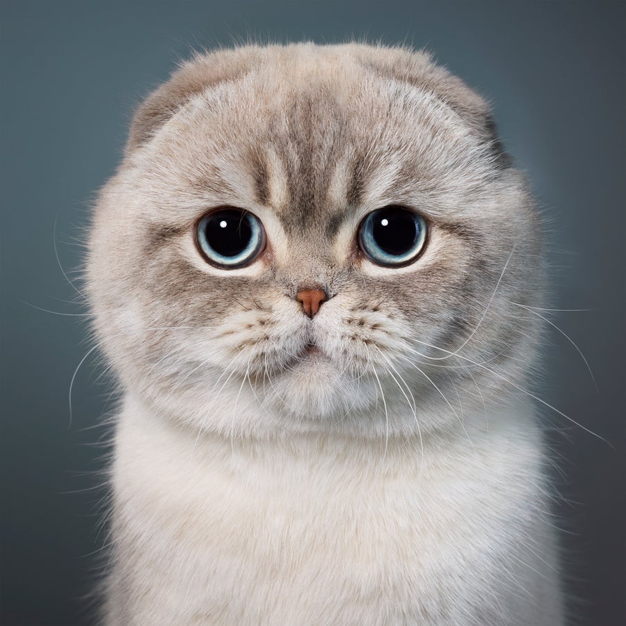 Grey cat with round features, tiny nose, and flat ears