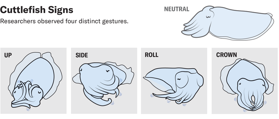 Graphic shows four cuttlefish gestures observed by researchers: up, side, roll and crown.