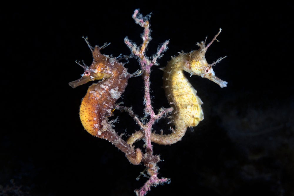 Un par de caballitos de mar coreanos