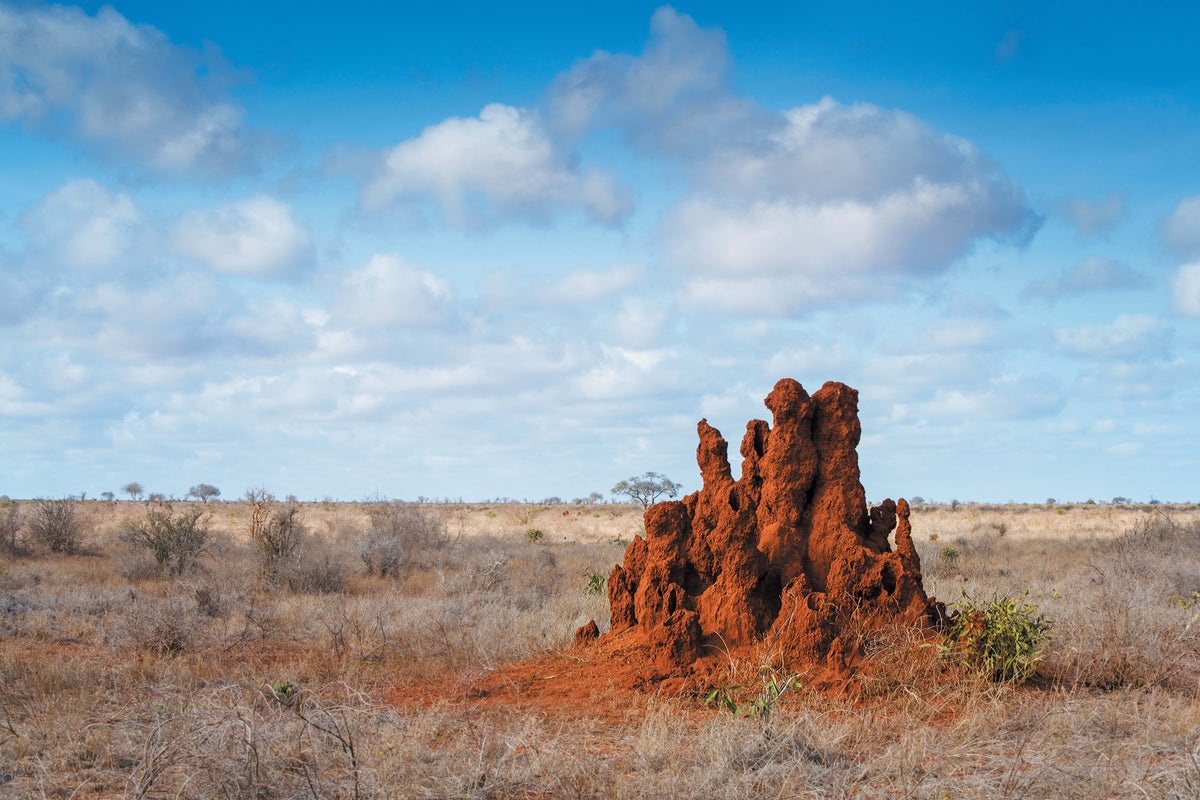Animals Expend 76,000 Gigajoules of Energy Sculpting Our Planet Every Year