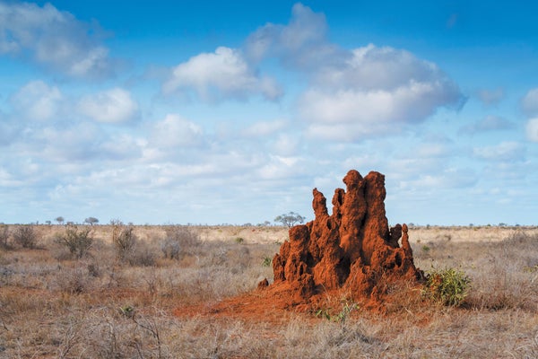 Photo of Termite Mounds