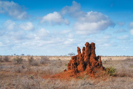 Photo of Termite Mounds