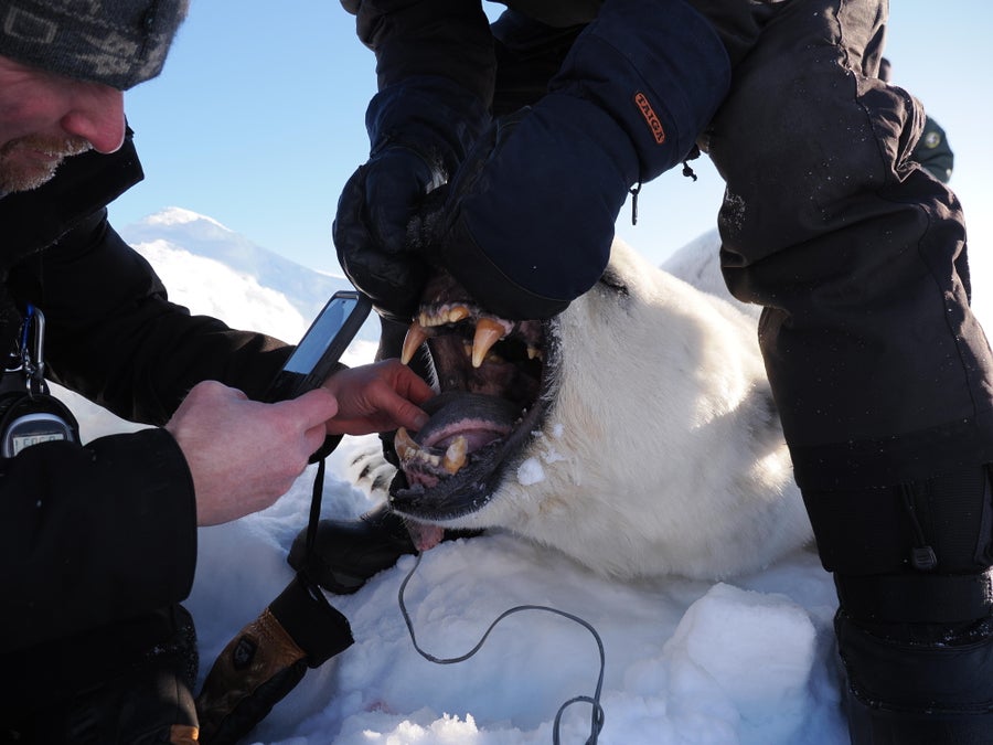 Researchers record the mouth measurements of an anesthetized polar bear.