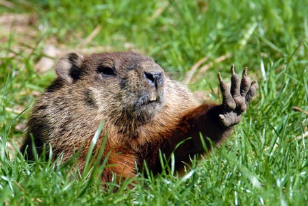 A groundhog holding out its paw in front of it surrounded by green grass