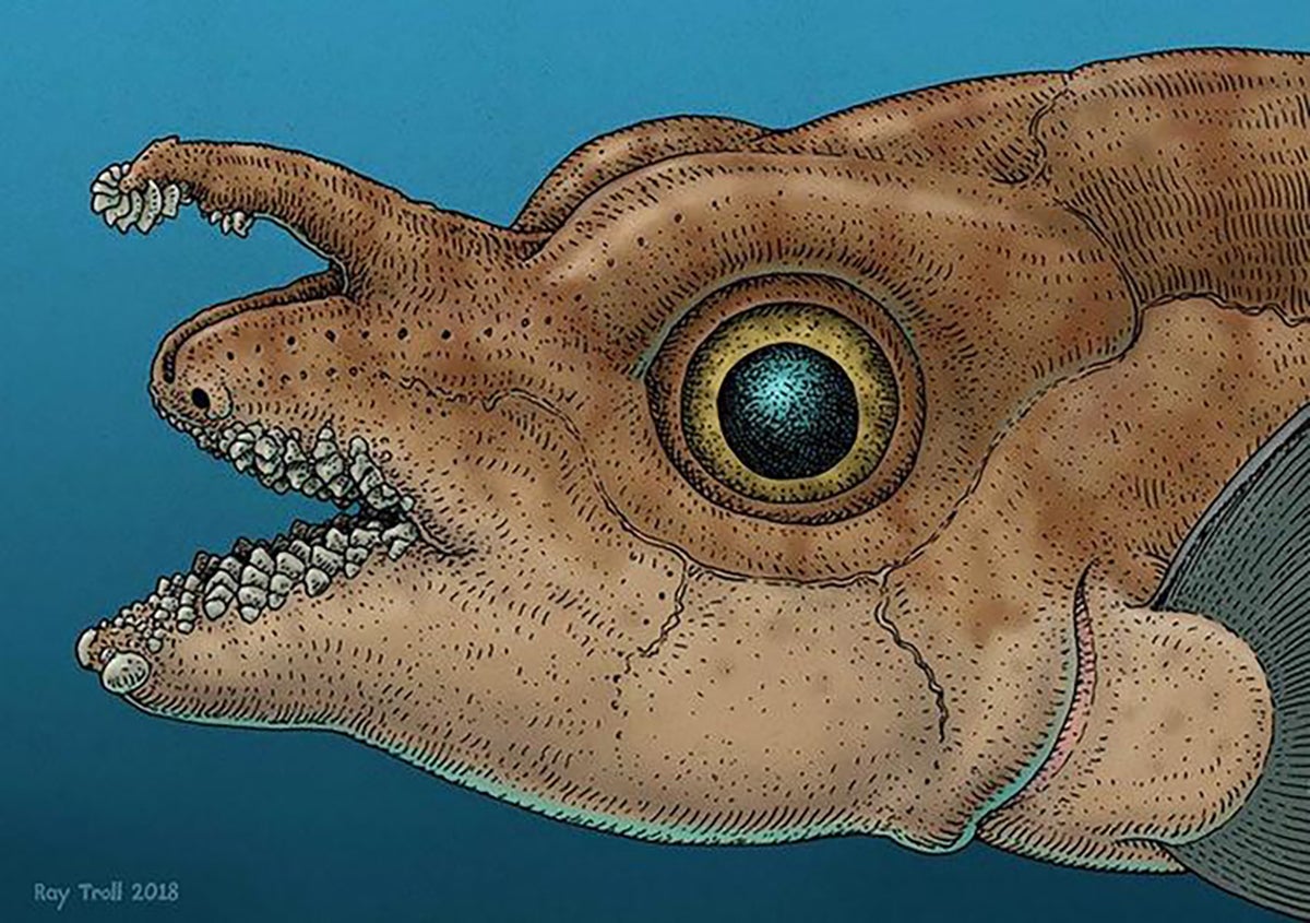 Behold the Gloriously Weird Spotted Ratfish. It Has Teeth on Its Forehead for Sex