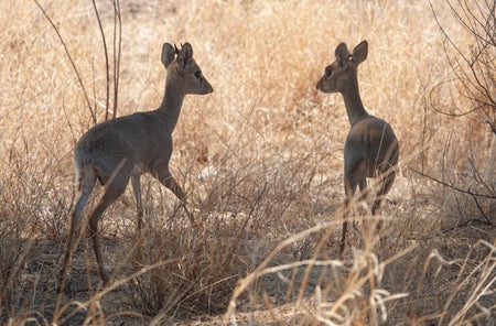 Two dik-diks